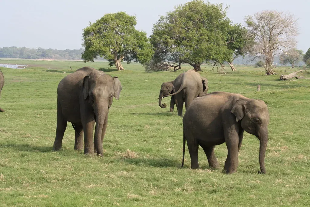 5. Dietary Flexibility: Changing What You Eat to Survive (Image Credits: Flickr)