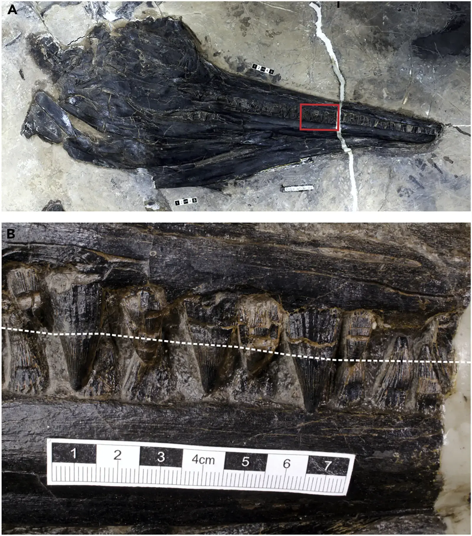 Why Teeth Like Needles? The Power of Specializing in Soft Prey (Jiang, D. Y.; Motani, R.; Tintori, A.; Rieppel, O.; Ji, C.; Zhou, M.; Wang, X.; Lu, H.; Li, Z. G. (2020). "Evidence supporting predation of 4-m marine reptile by Triassic megapredator". iScience 23 (9): 101347. DOI:10.1016/j.isci.2020.101347. PMID 32822565. PMC: 7520894., CC BY 4.0)