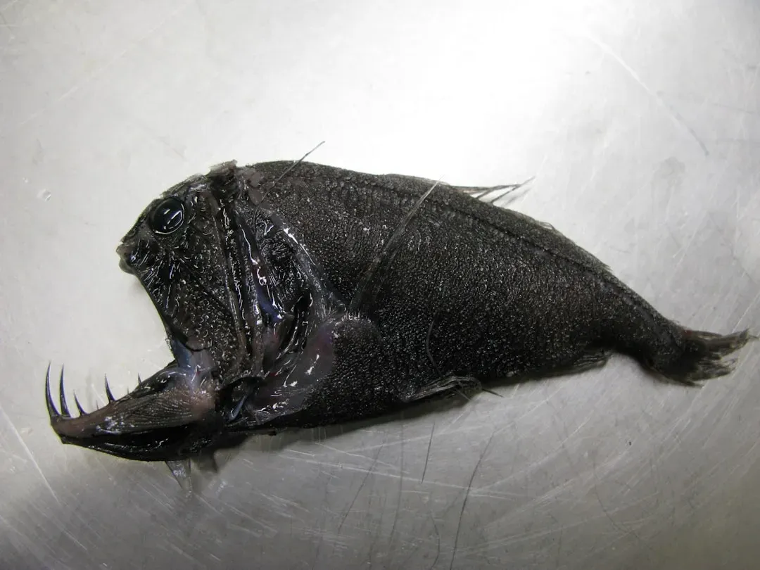 #1 - The Ghost Fish Filmed Alive Exactly Once, and Never Again (Image Credits: Unsplash)