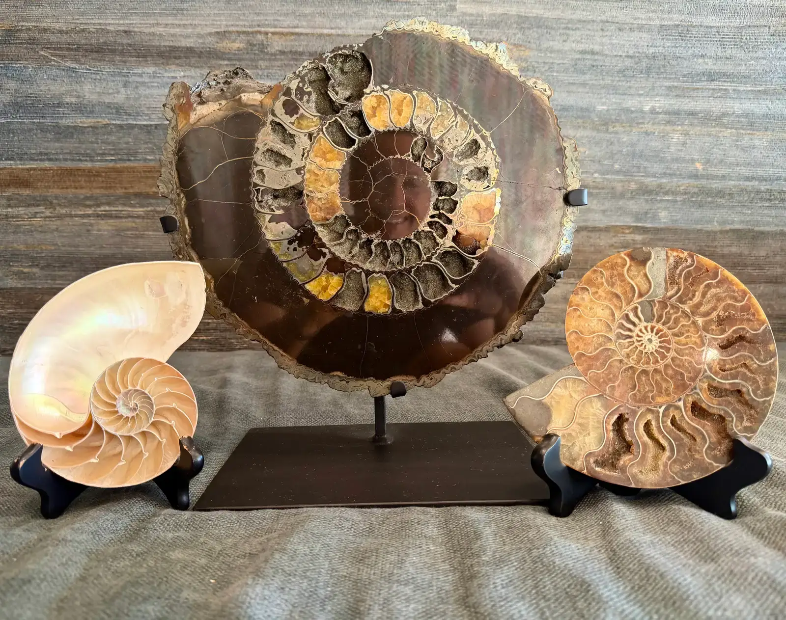#5 - Some Fossils Are Quietly Destroying Themselves in the Basement (By Steve Jurvetson, CC BY 4.0)