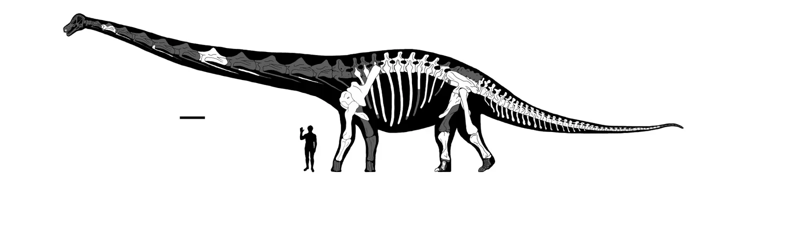 Dreadnoughtus: The Giant We Can Actually Measure (By ArcaneHalveKnot, CC BY-SA 4.0)
