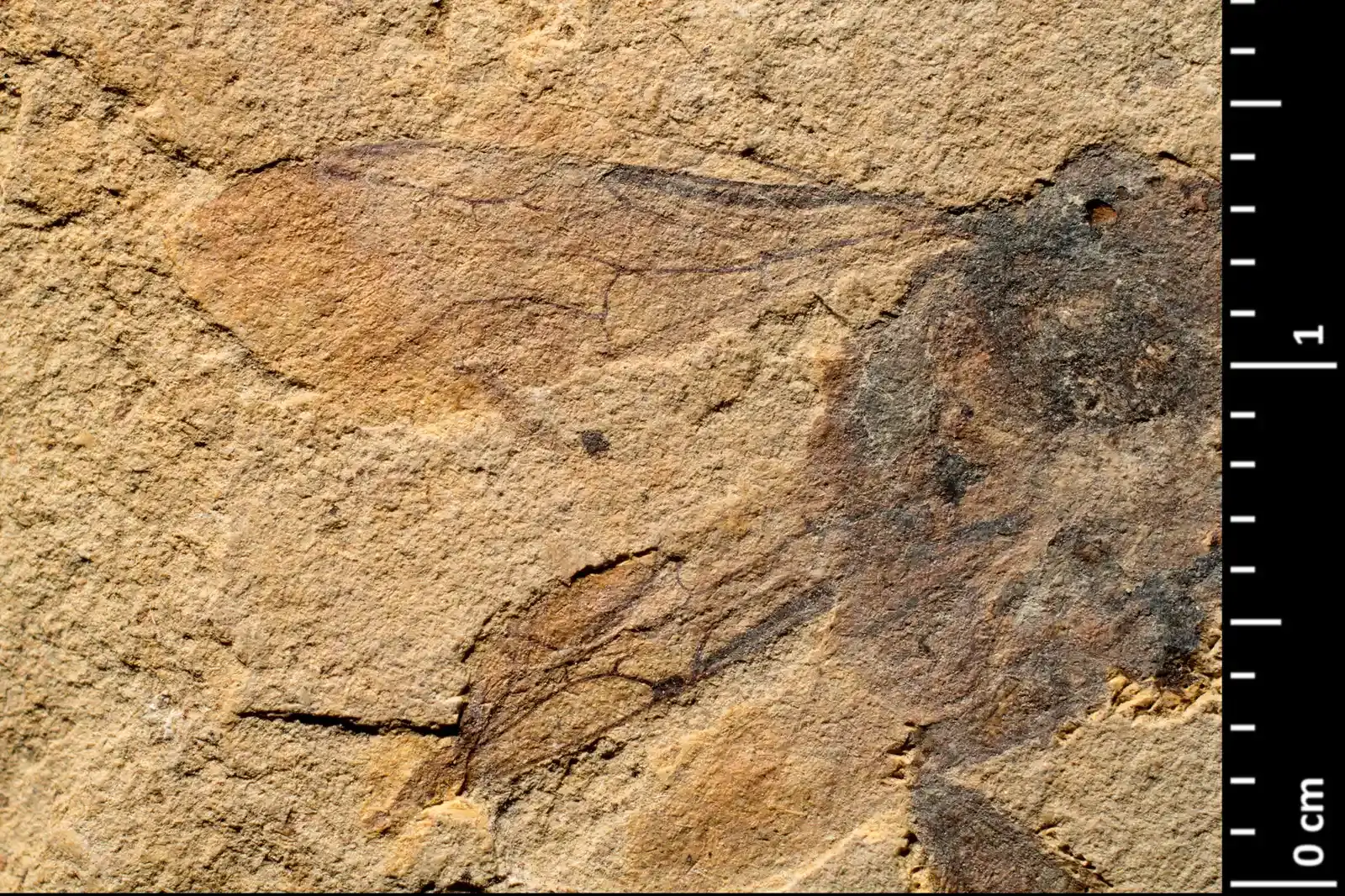 What fossils reveal: stones, wings, and scientific detective work (Oligoapis beskonakensis NEL & PETRULEVICIUS, 2003, CC BY 4.0)