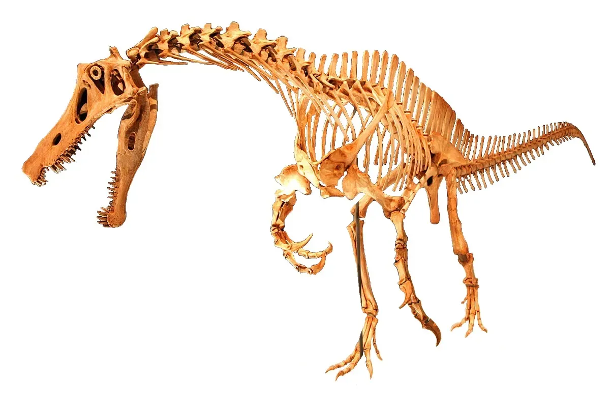 Conclusion: A dinosaur that makes science feel wonderfully human (File:Irritator challengeri mount 01.jpgUploaded by FunkMonk, CC BY 2.0)