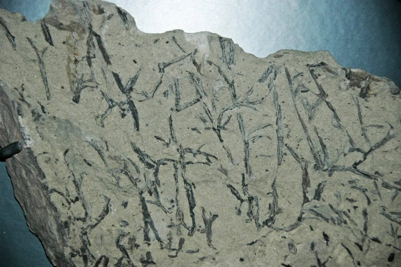 Ancient Forests and the Boom (and Bust) of Marine Life (Psilophyton forbesii (fossil land plants) (Lower Devonian; Quebec, Canada) 1, CC BY 2.0)