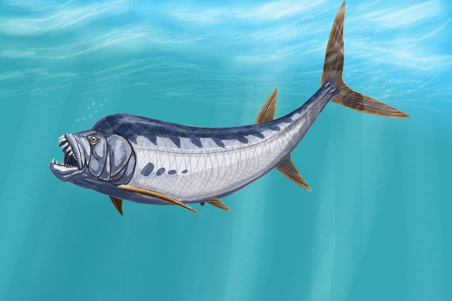 Xiphactinus: The Bully Fish of Ancient Seas (Image Credits: Wikimedia)
