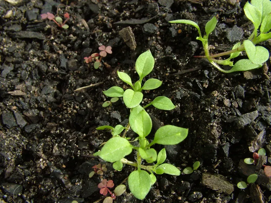 #5 Chickweed and Other Tiny Annual Forbs: The Sneaky Green Film (Macleay Grass Man, Flickr, CC BY 2.0)
