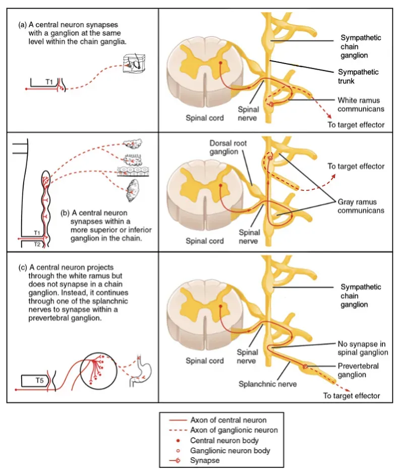 3. Centralization: The Birth of Brains and Nerve Cords (ASCCC Open Educational Resources Initiative, Flickr, CC BY 2.0)