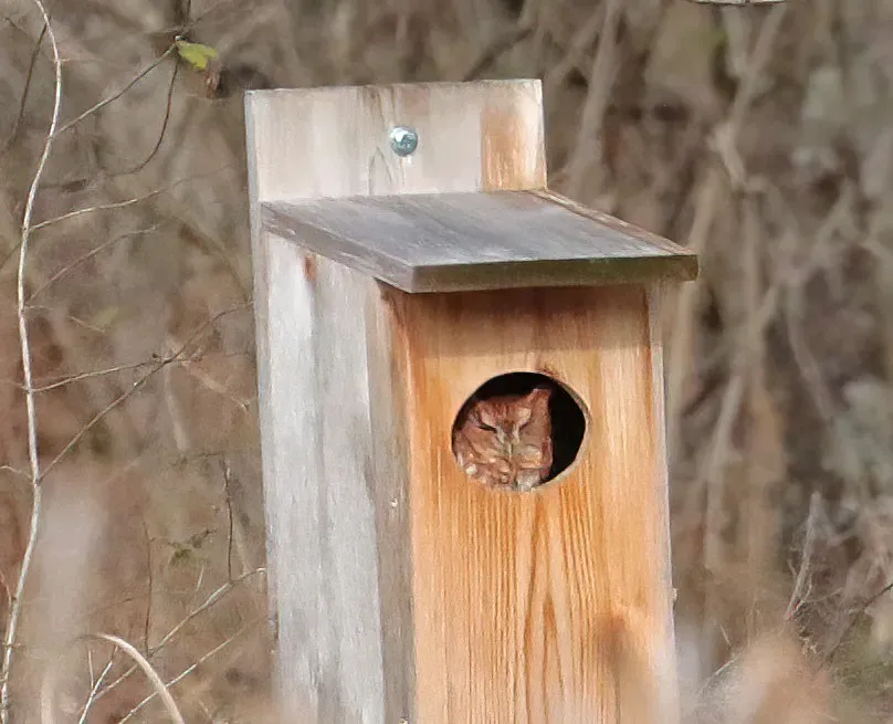 #13 - Universities Are Now Replacing Poison with Owl Nest Boxes (fishhawk, Flickr, CC BY 2.0)
