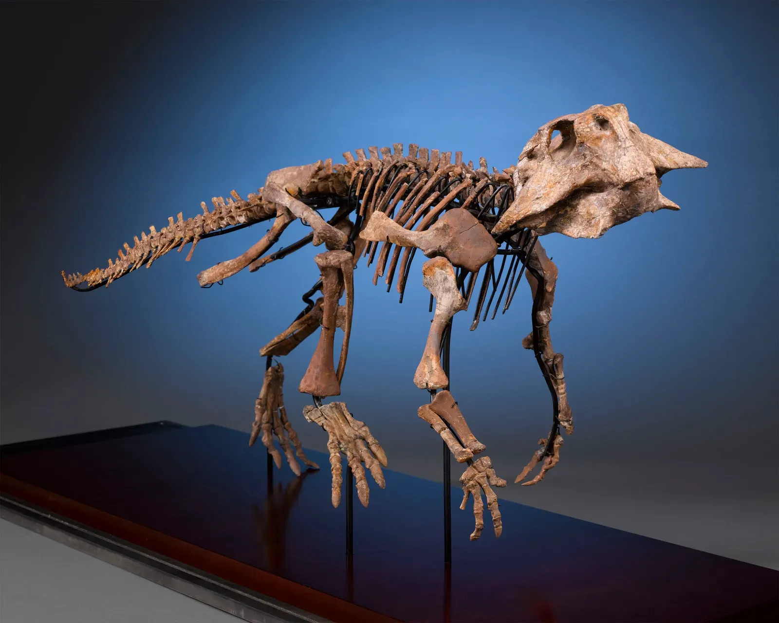 7. Psittacosaurus Tail Impressions: The Unexpected Bristle Brush That Redefined Dinosaur Skin (By Rauantiques, CC BY-SA 4.0)