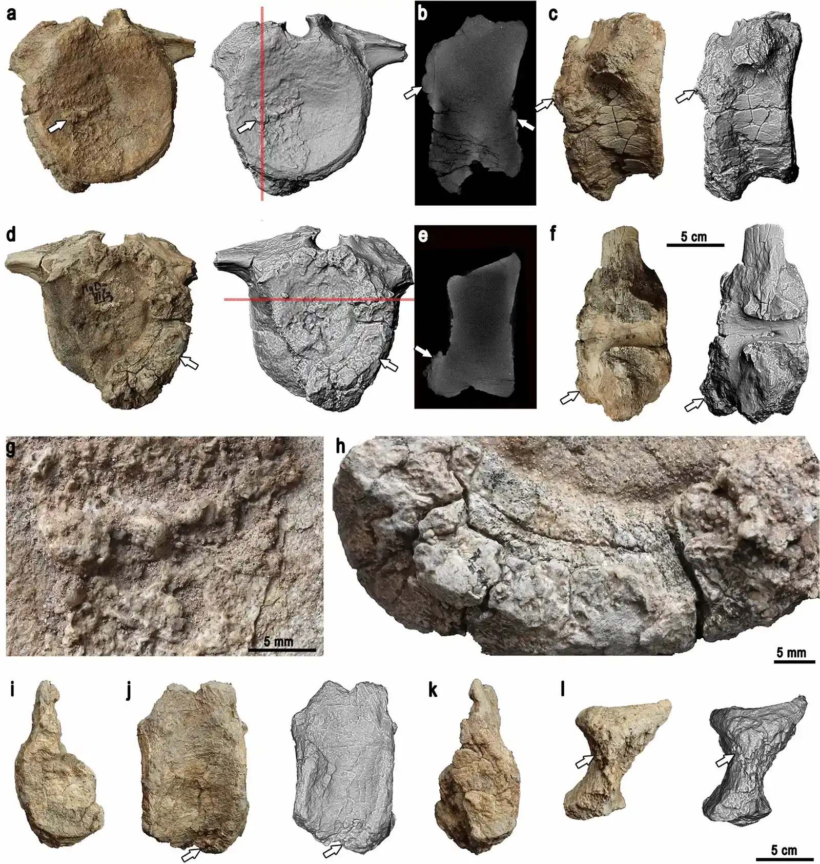7. Ancient Protein Analysis: Reading Biochemical Clues ((2021). "Dinosaur senescence: a hadrosauroid with age-related diseases brings a new perspective of old dinosaurs". Scientific Reports 11. DOI:10.1038/s41598-021-91366-1., CC BY 4.0)