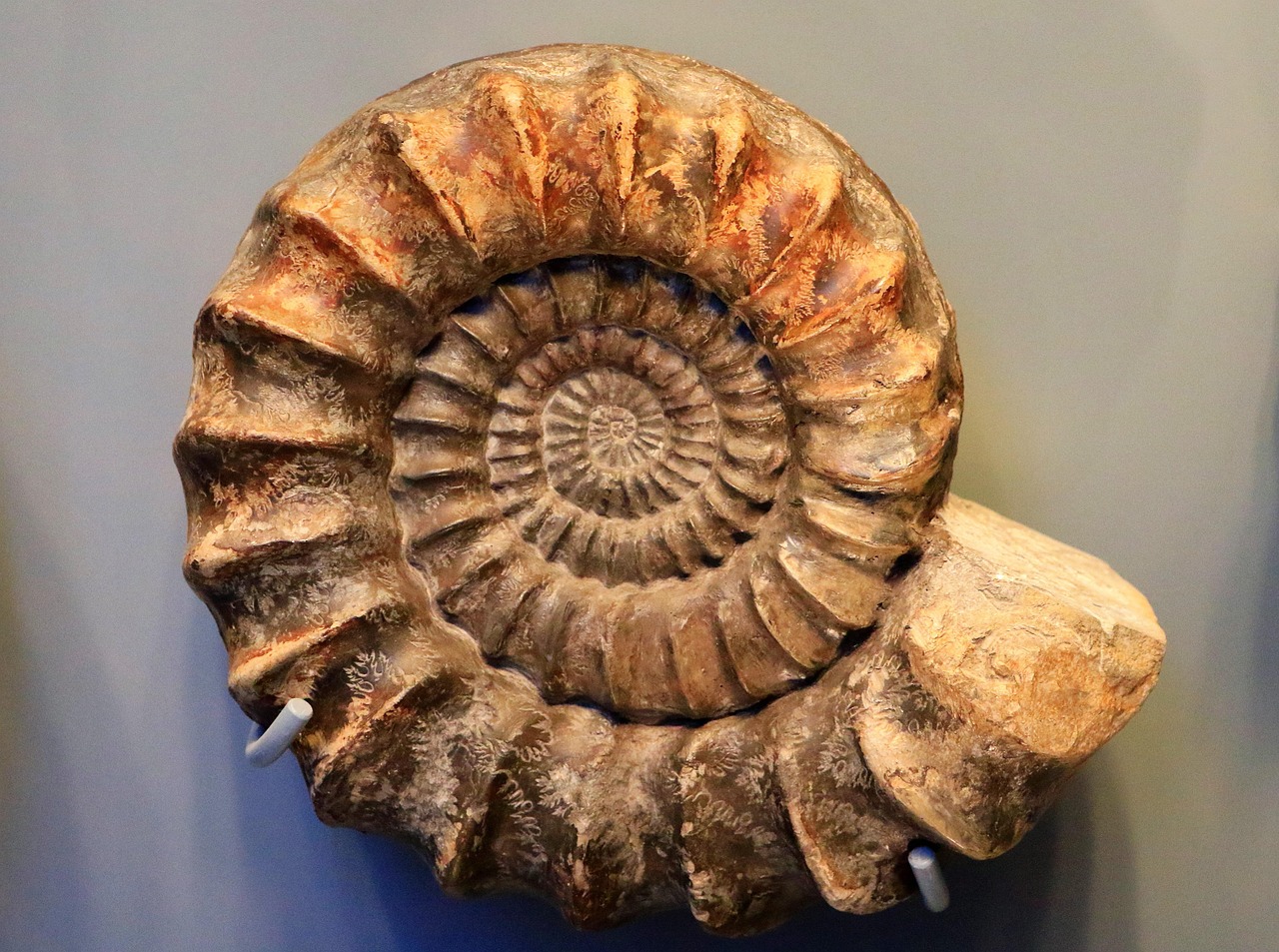Gemini Rising - The Spiral Ammonite (Image Credits: Pixabay)