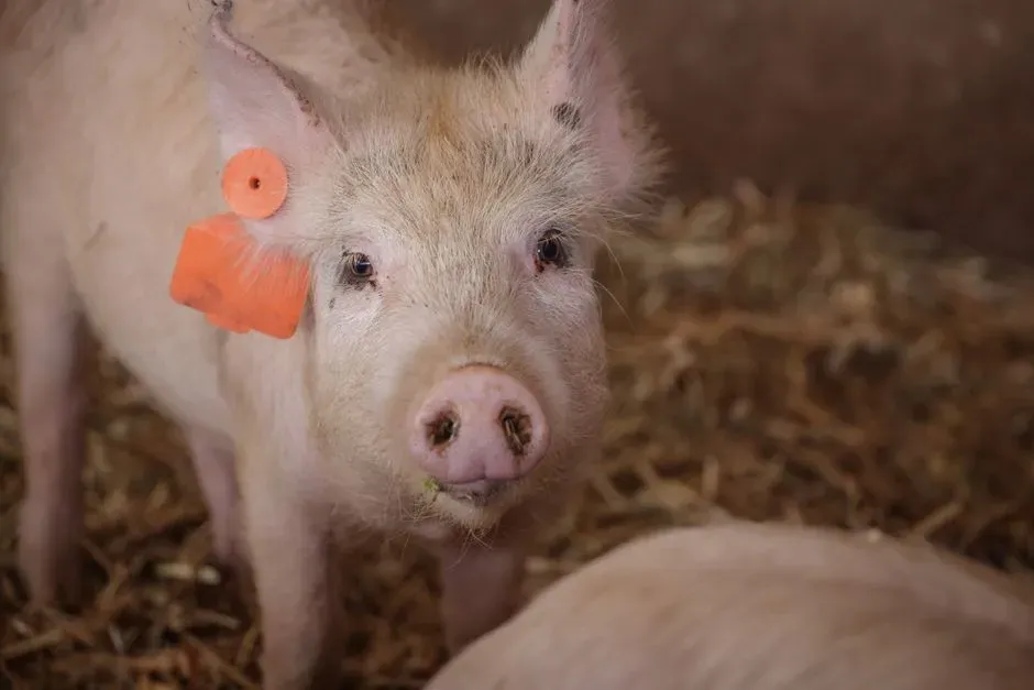 #9 - Pigs Outperform Toddlers on Cognitive Tests (Image Credits: Pexels)