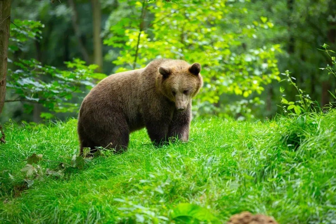 Taurus – The Bear of the Forest (Image Credits: Unsplash)