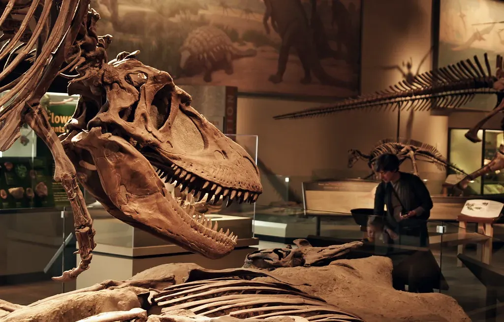 The World of Dinosaur Fossils - Always Full of Surprises (Rob Hurson, Flickr, CC BY-SA 2.0)