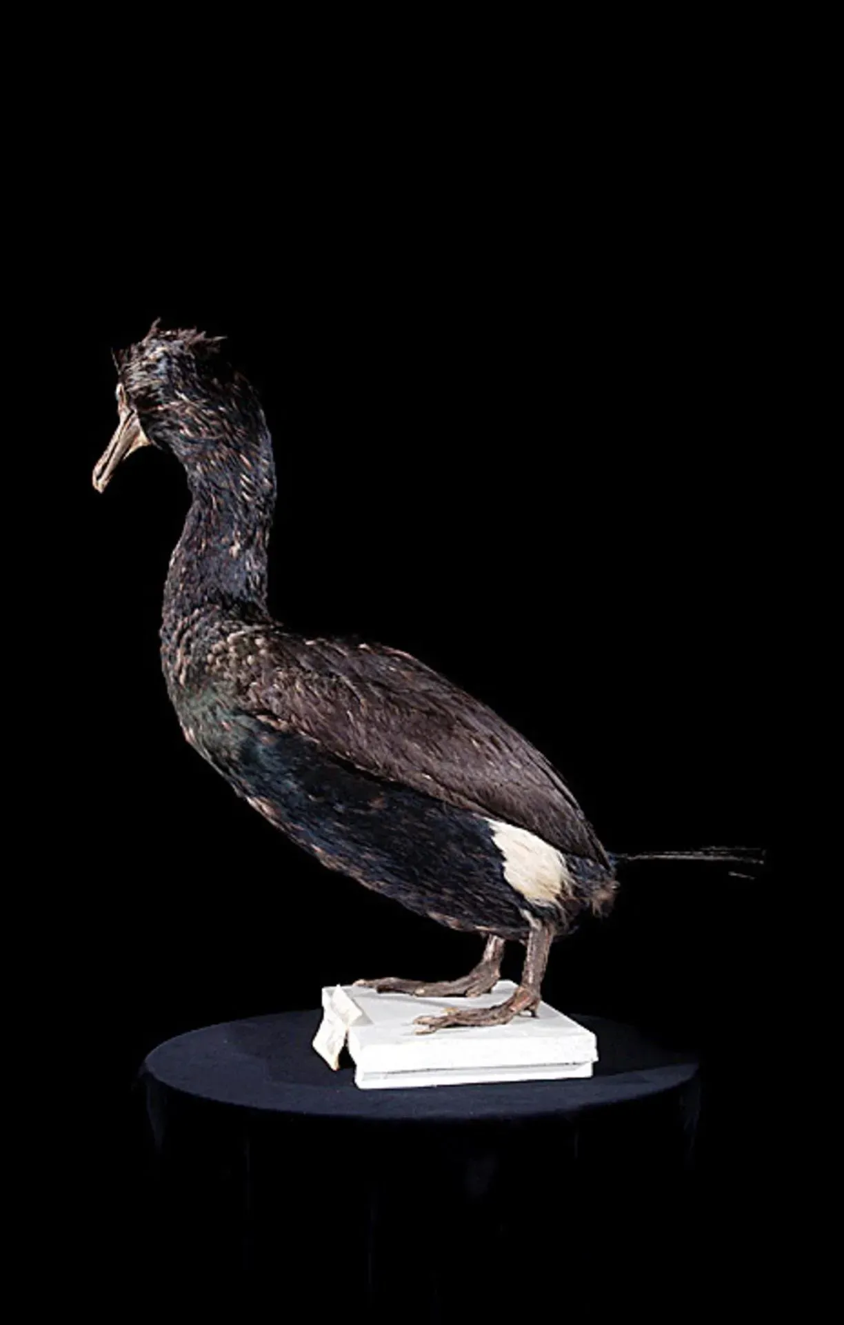 #12 - The Giant Cormorant Eaten Into Oblivion (Naturalis Biodiversity Center, CC BY-SA 3.0)