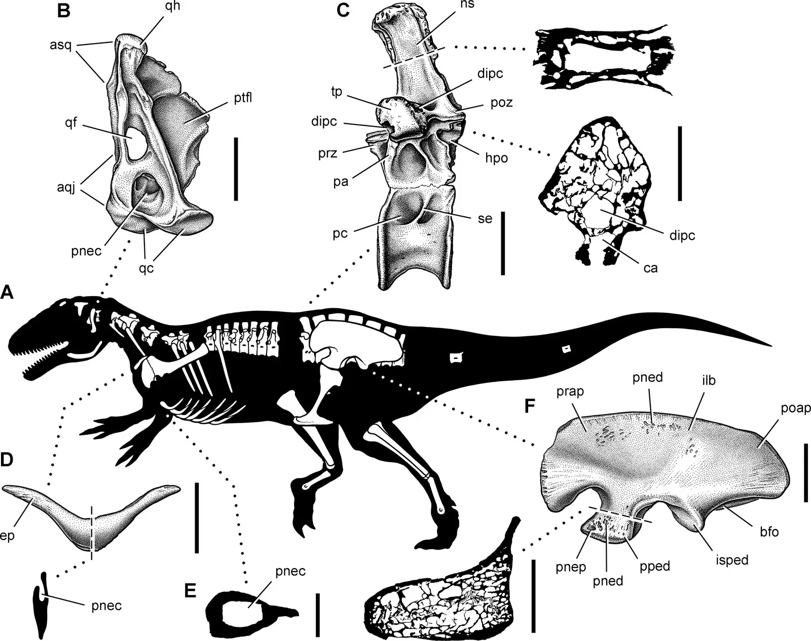 Dinosaurs Had Air Sacs in Their Bones - Just Like Modern Birds (Image Credits: Wikimedia)