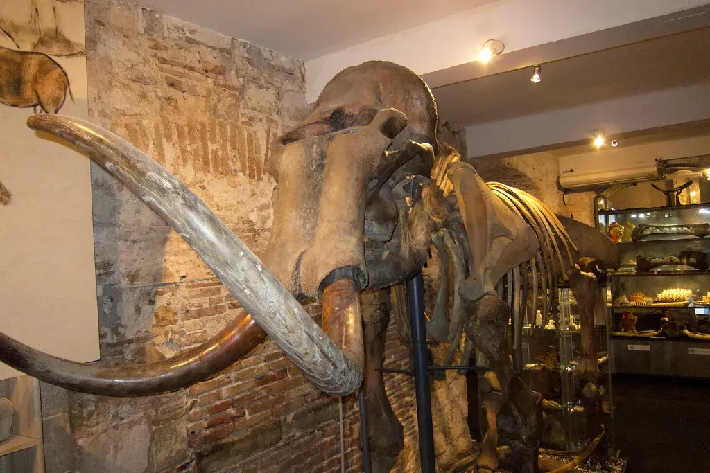 #1 - The Last Mammoths May Have Died in a Single, Random Catastrophe (quinet, Flickr, CC BY-SA 2.0)