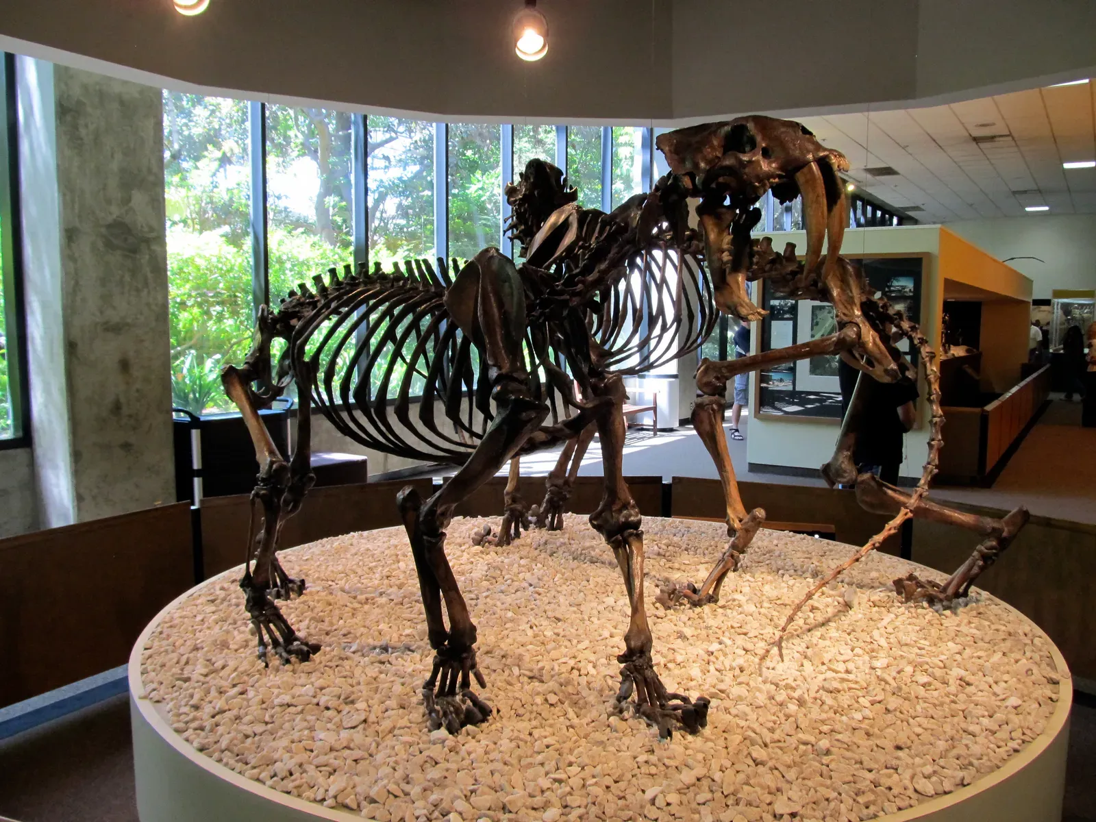 What the La Brea Tar Pits Revealed: A Crime Scene Frozen in Time (Saber-Toothed CatUploaded by FunkMonk, CC BY-SA 2.0)