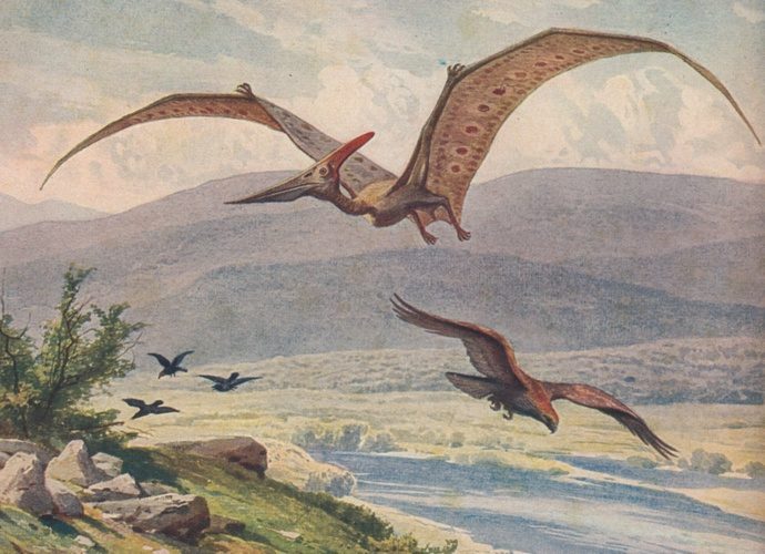 Pteranodon: The Toothless Terror (Image Credits: Wikimedia)