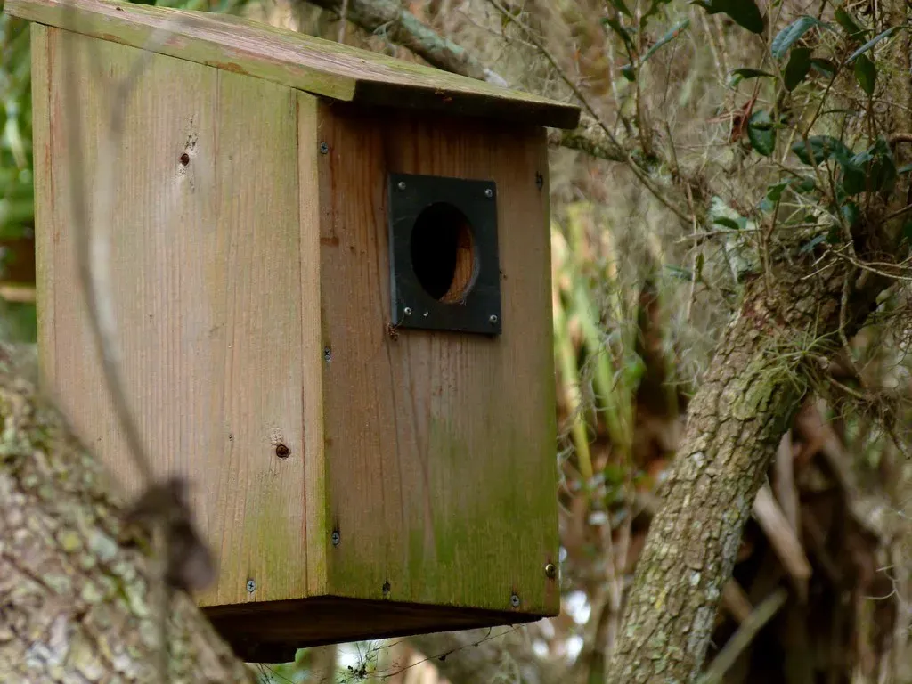 #10 - Standard Nest Boxes Mostly Fail for Powerful Owls (Rusty Clark ~ 100K Photos, Flickr, CC BY 2.0)