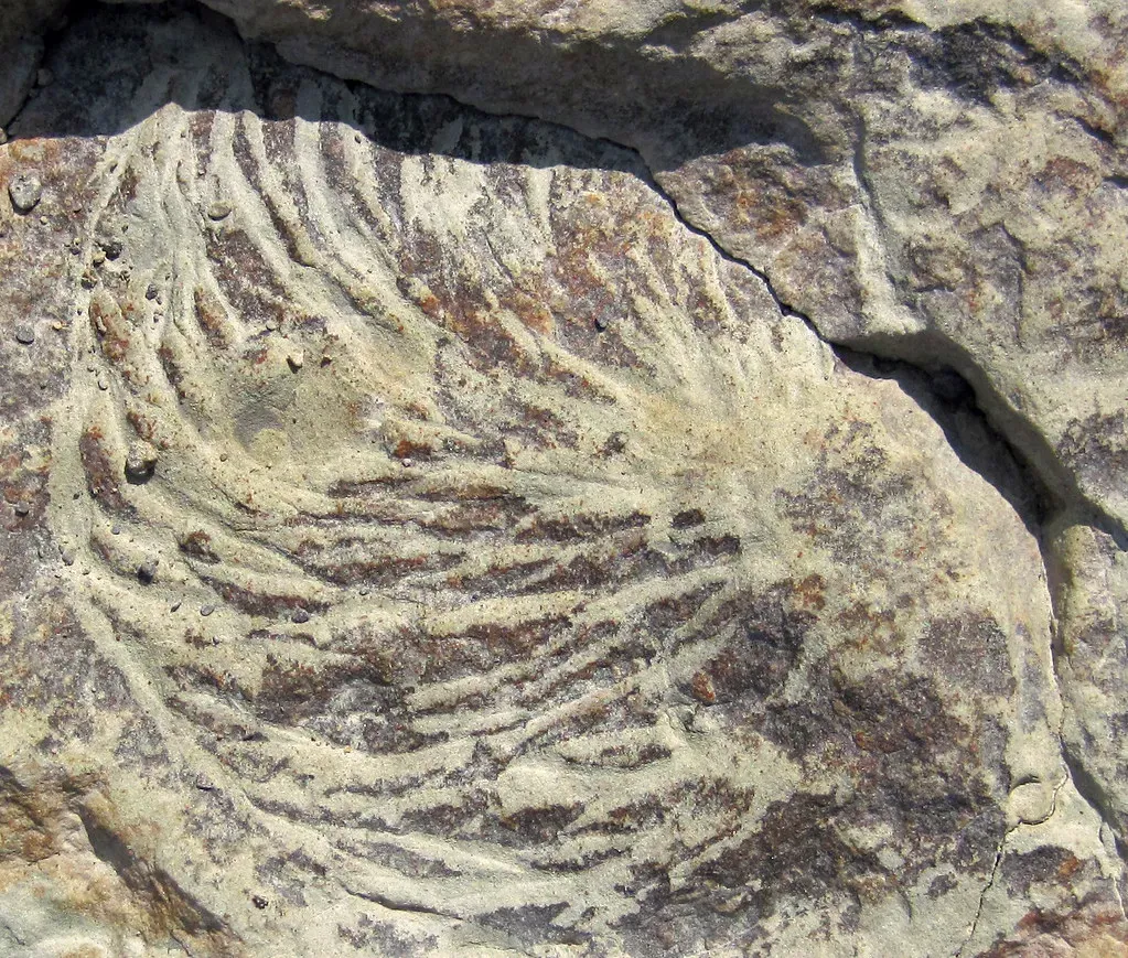 Exceptional Preservation: When Nature Gets Extraordinarily Precise (James St. John, Flickr, CC BY 2.0)