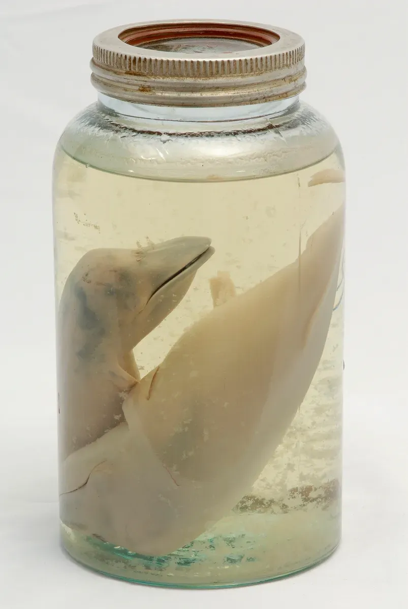 What DNA and Development Reveal Behind the Scenes (Sandefjord Museum: accession number HS.03208, CC BY-SA 3.0)