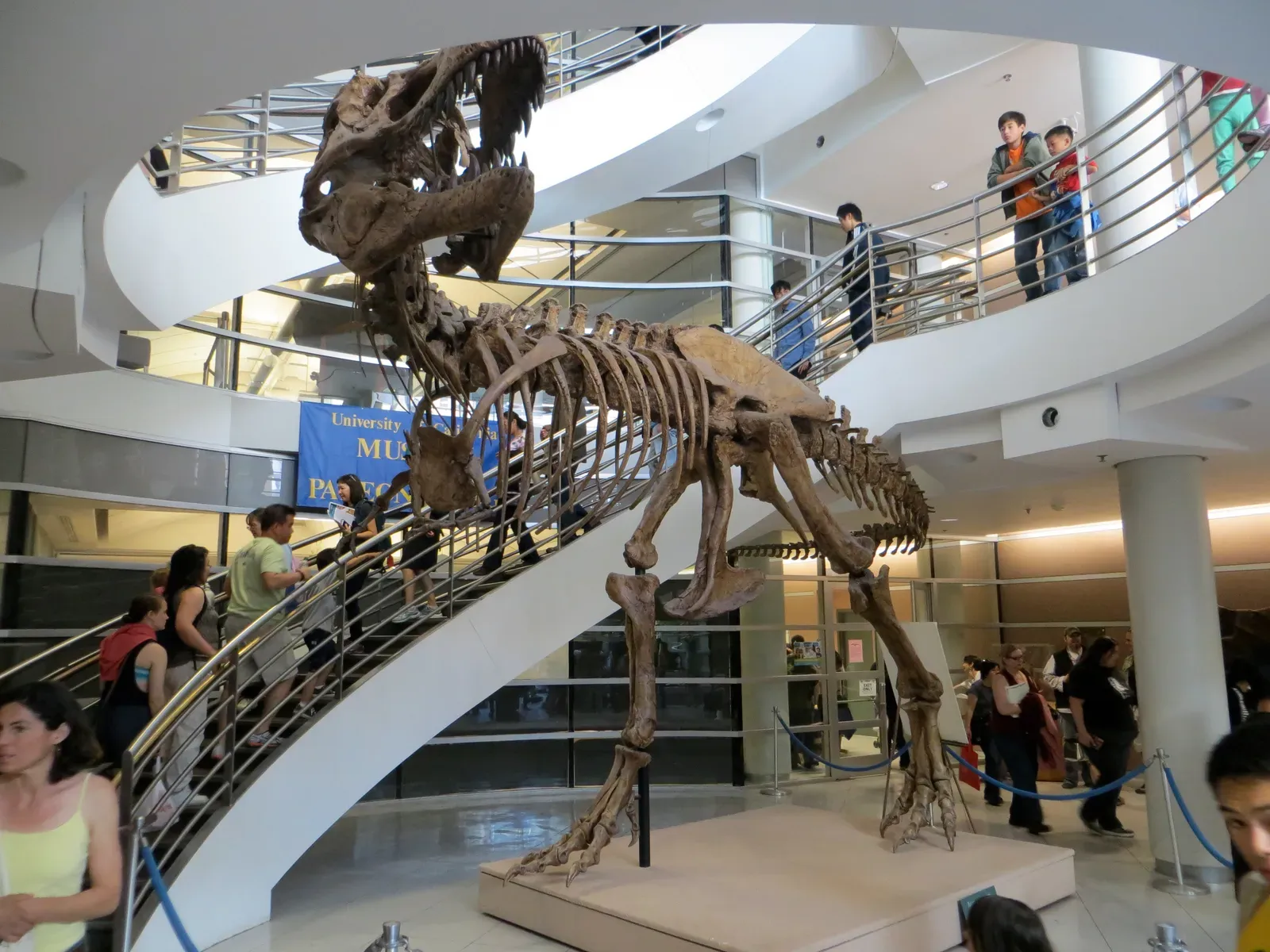 What the Fossil Record Actually Shows (By WildFrogs, CC BY-SA 3.0)