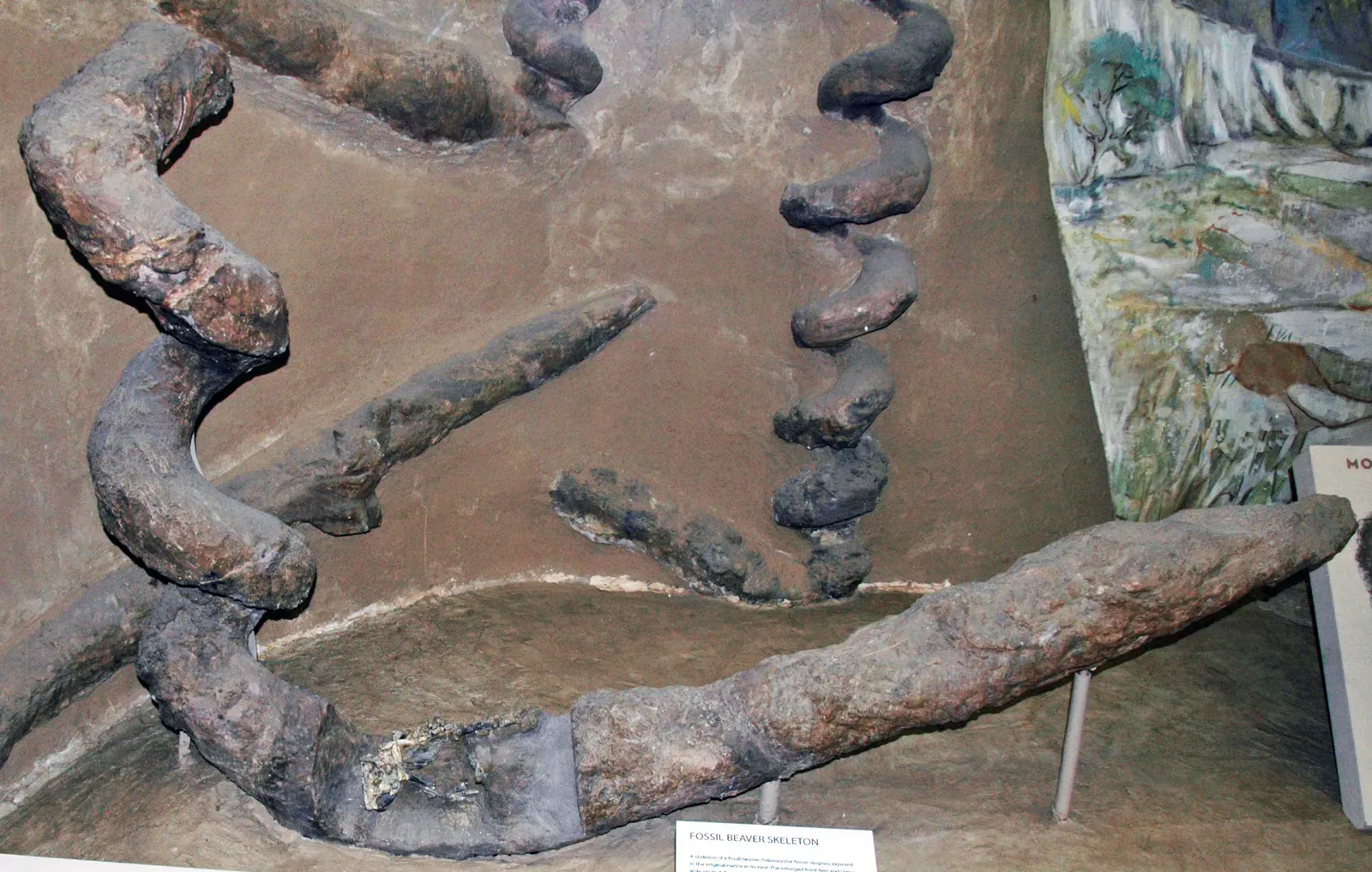 #10 - The Spiral Towers Nobody Could Explain (Daemonelix (fossil beaver burrows) (Harrison Formation, Middle Miocene; Sioux County, Nebraska, USA) 3, CC BY 2.0)