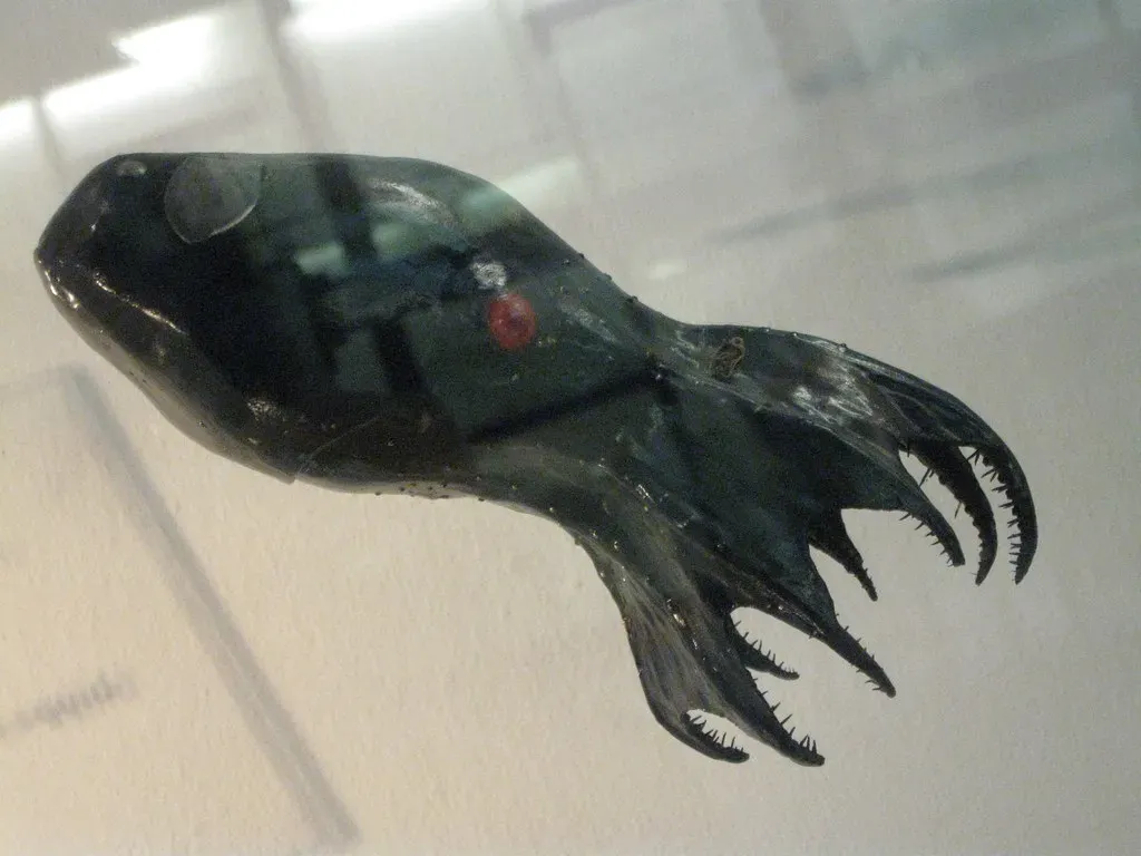 Vampire Squid: The Cloaked Relic Of The Deep Past (robynneblume, Flickr, CC BY 2.0)