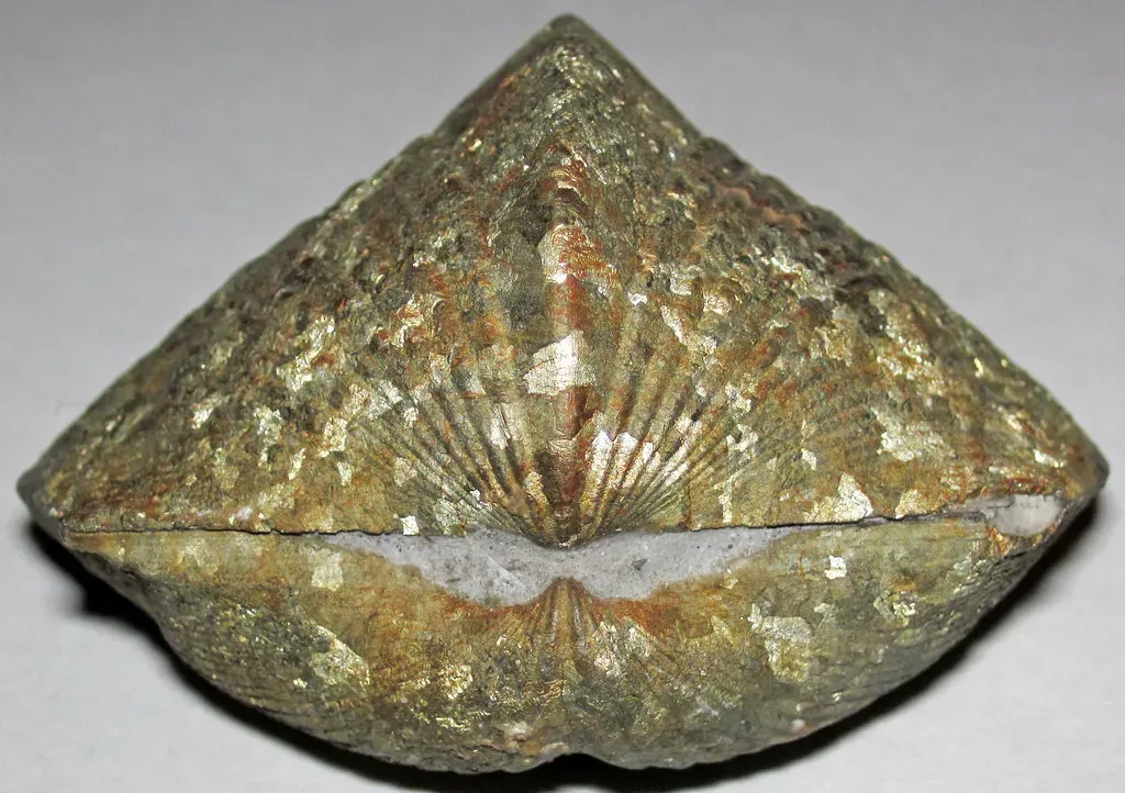 Cambrian Brachiopods: Ancient Imposters (Image Credits: Flickr)