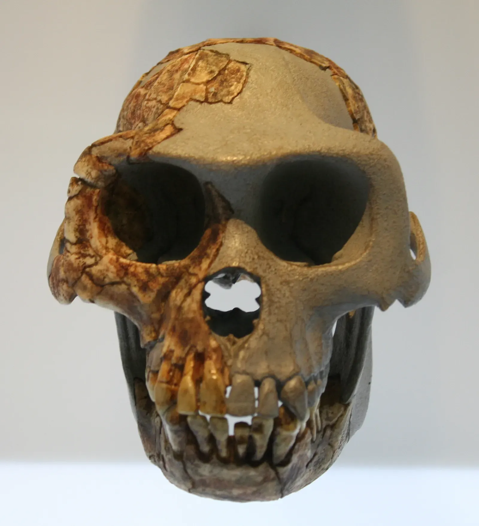 Ardi: The Fossil That Shattered the Savanna Theory (By Einsamer Schütze, CC BY-SA 4.0)