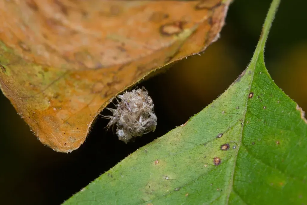 Ancient Lacewing Larvae: Masters of Debris Decoration (Image Credits: Rawpixel)