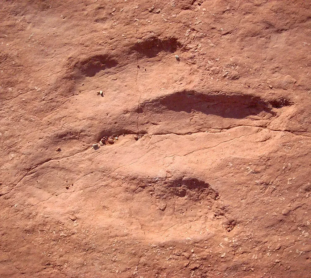 The Science of Tracks: What Ichnology Really Means for You (Image Credits: Flickr)