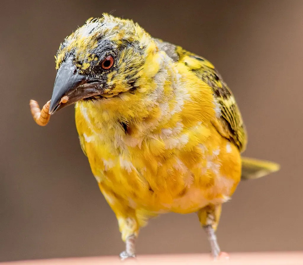 The Revolutionary Scientific Consensus You Probably Missed (Image Credits: Flickr)