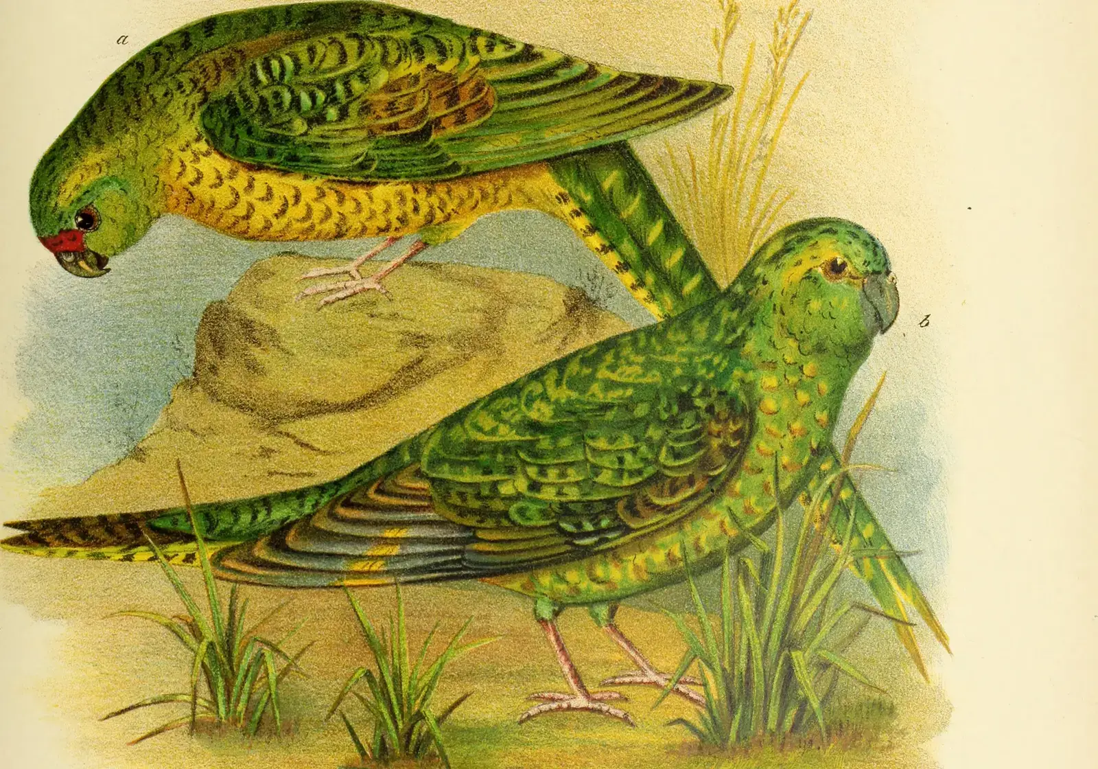 #5 - The Bird That Went Missing for Over a Century (By Broinowski, Gracius J. (Gracius Joseph), 1837-1913, No restrictions)