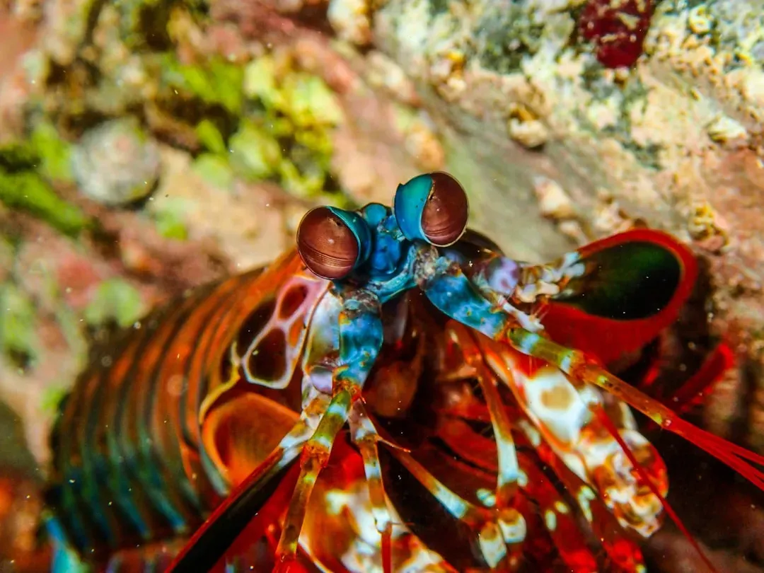 #3 - The "Extra" Color Vision of Mantis Shrimp (Image Credits: Unsplash)