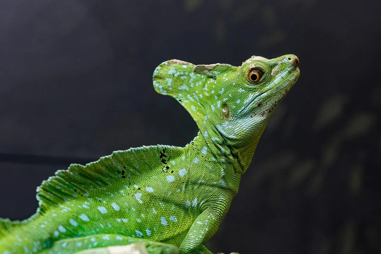 #19 - The Cabinet-of-Curiosities Basilisks That Nobody Questioned (Image Credits: Pixabay)