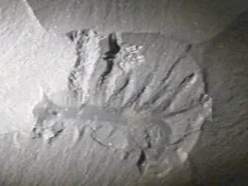 6. The Burgess Shale and the Explosion of Weird Life (Transferred from en.wikipedia to Commons by FunkMonk using CommonsHelper., Public domain)