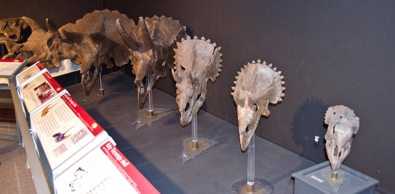 A Frill That Was Probably More Than Just A Shield (juvenile to adult Triceratops skulls - Museum of the Rockies - 2013-07-08Uploaded by FunkMonk, CC BY-SA 2.0)