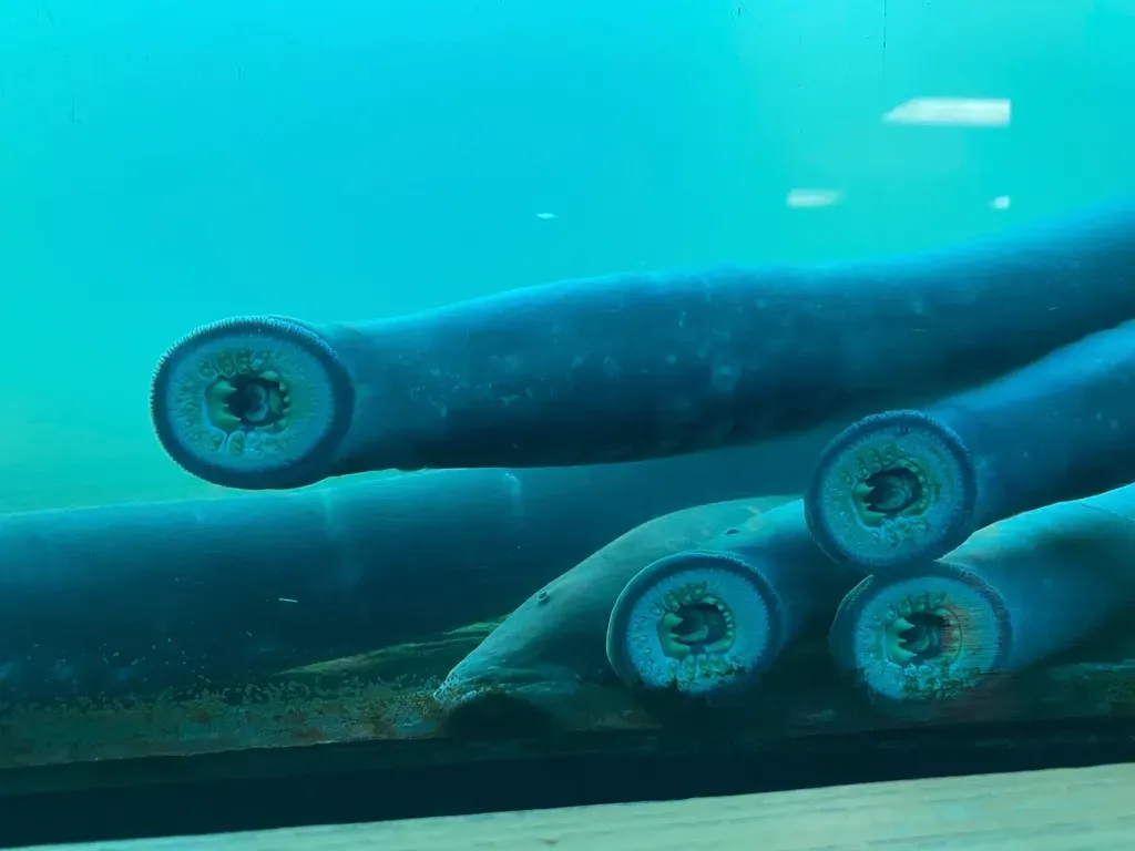 #6 - Lampreys: The Jawless Fish That Predate Jaws Themselves (Image Credits: Rawpixel)