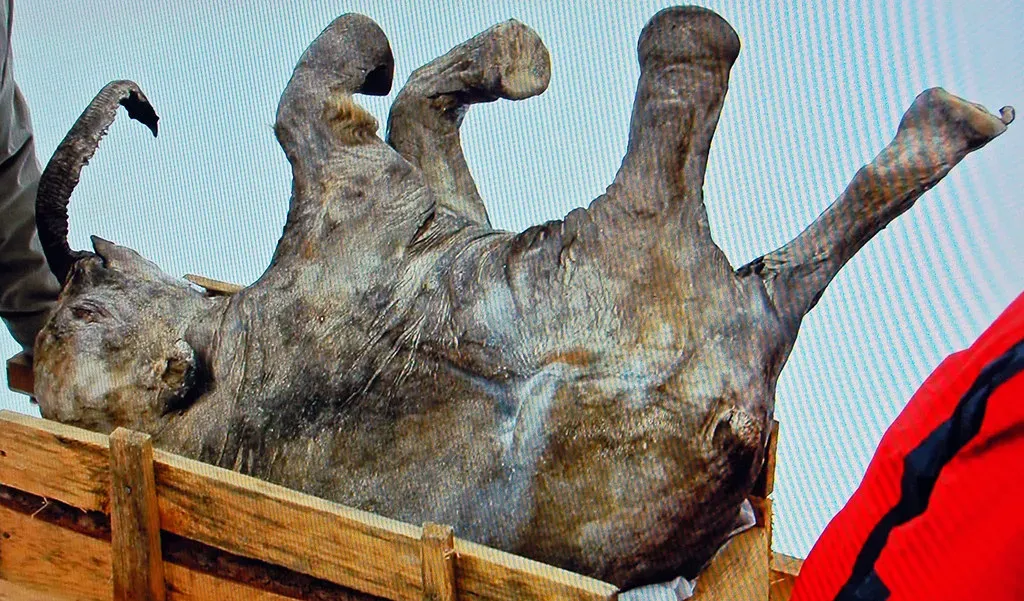 13. Scientists are seriously trying to create mammoth-like elephants (James St. John, Flickr, CC BY 2.0)