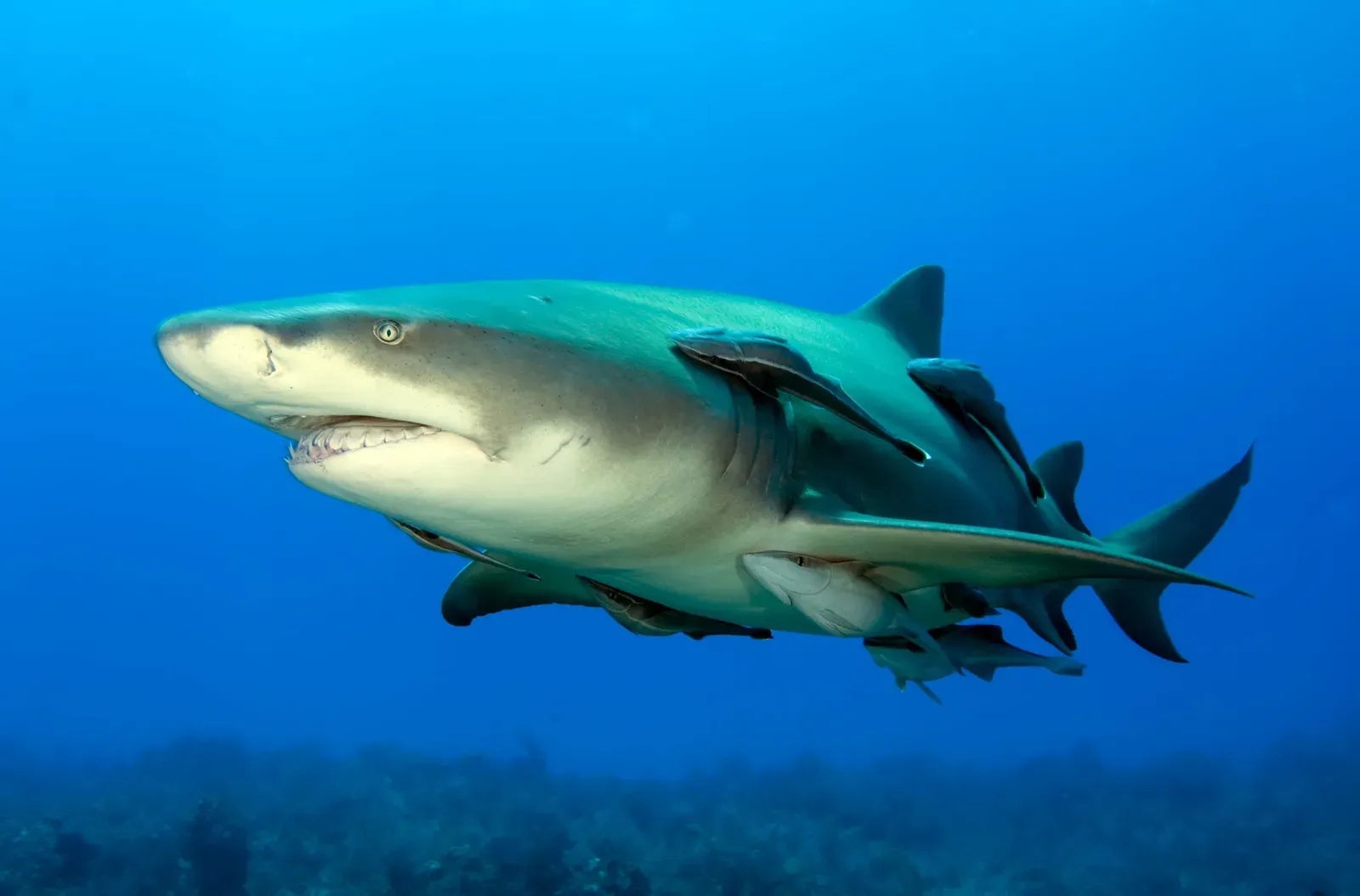 #2 - It Probably Looked More Like an Enormous Lemon Shark (By Albert kok, CC BY-SA 3.0)