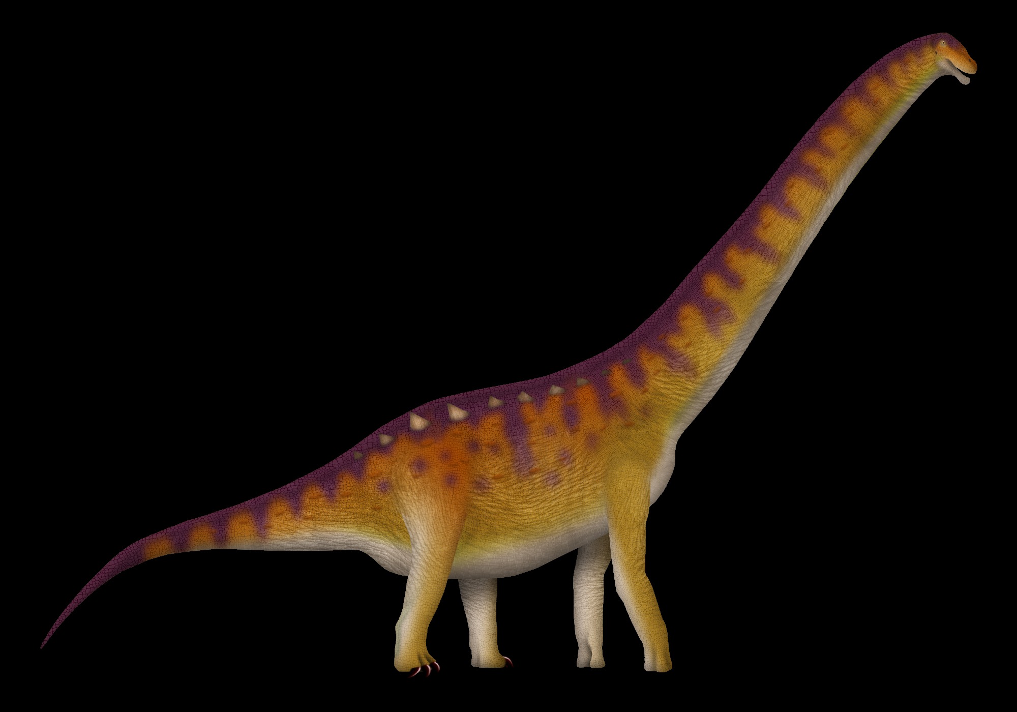 Qunkasaura pintiquiniestra: The Spanish Wanderer (Image Credits: Wikimedia)