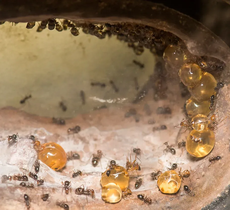 #1 - Insects Were an Everyday Snack, Not a Last Resort (Image Credits: Flickr)
