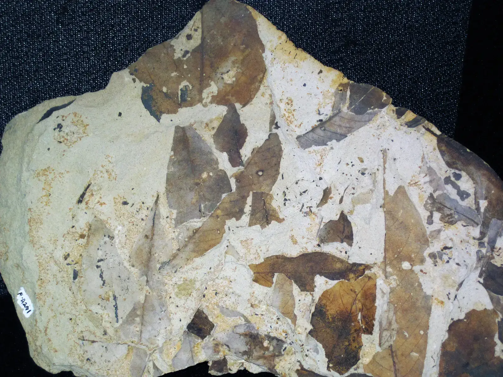 Climate Clues Hidden in Plain Sight (Image Credits: Wikimedia)