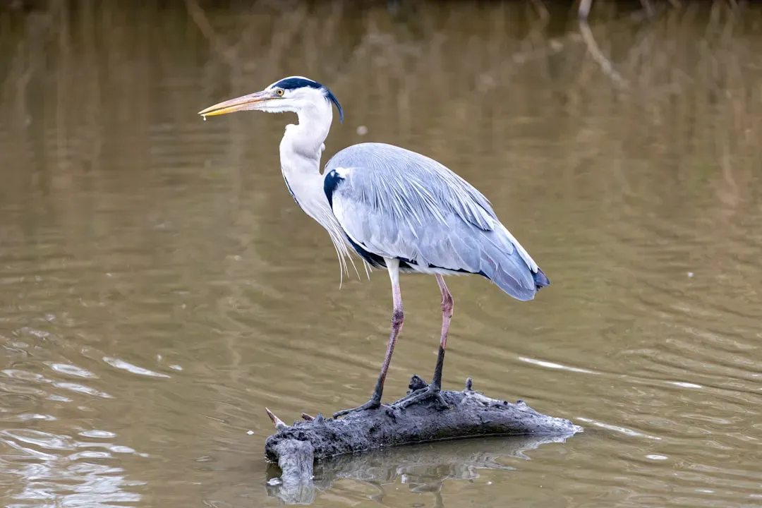 Virgo: The Heron – Precise, Patient, and Quietly Independent (Image Credits: Unsplash)