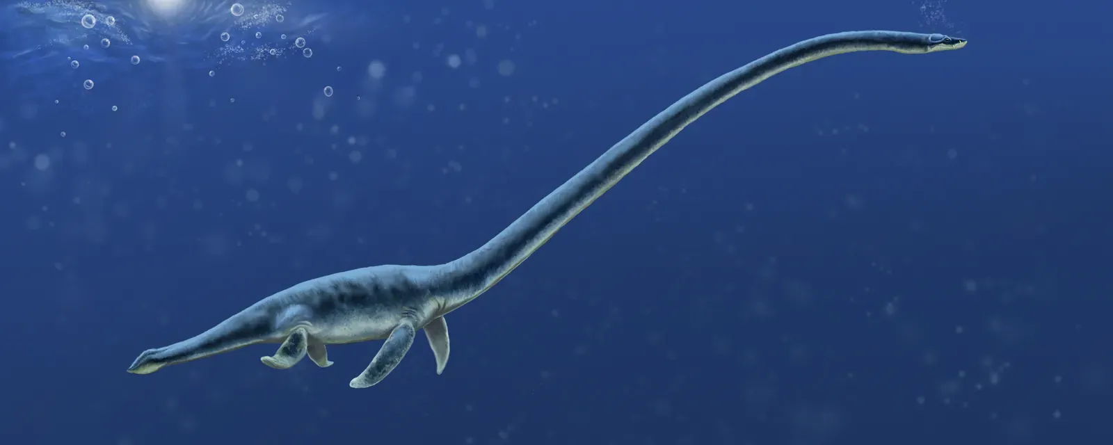 Plesiosaurs: Long-Necked Legends with a Surprising Range of Sizes (Image Credits: Wikimedia)