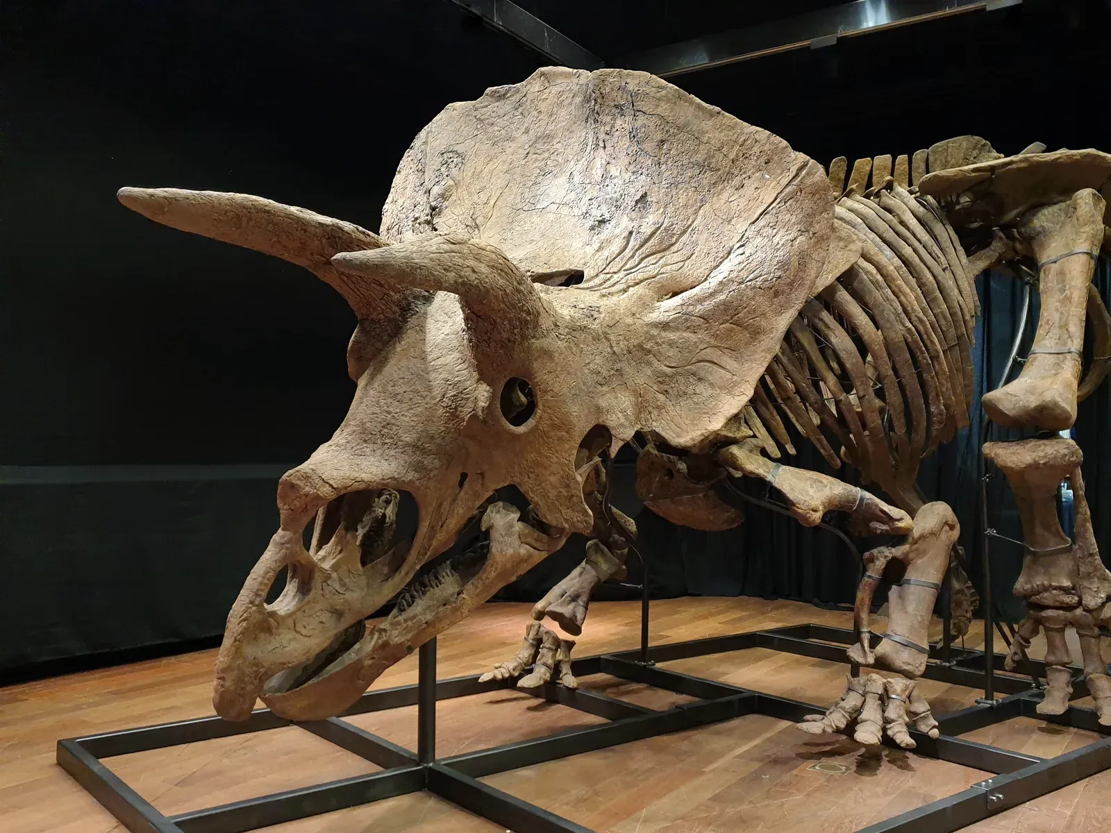 Big John Triceratops Revealed Evidence of Ancient Combat (Image Credits: Wikimedia)