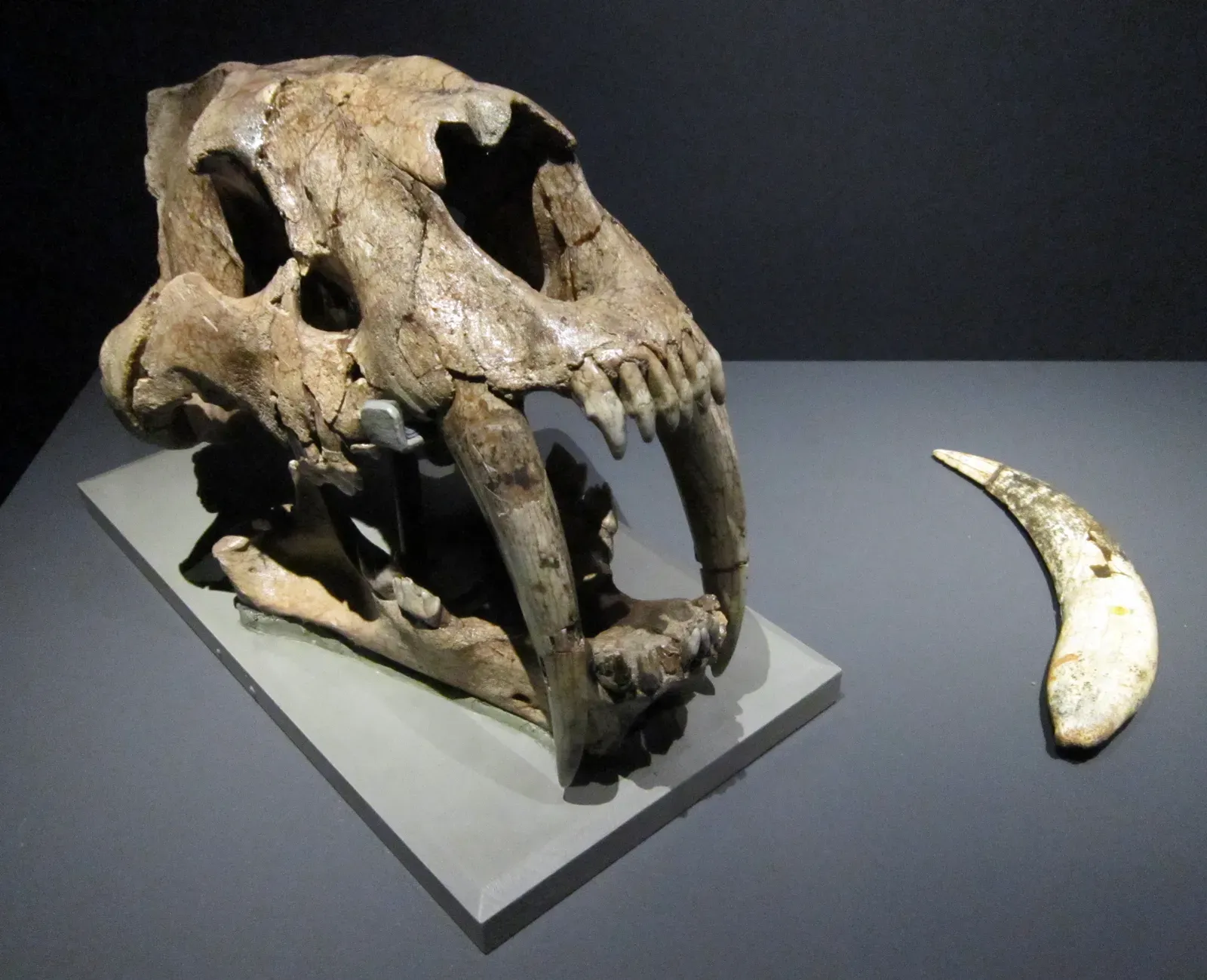 #12 - Their Signature Fangs Were Shockingly Fragile (By FunkMonk, CC BY-SA 3.0)