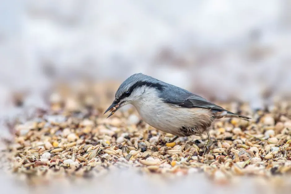 Ecology, Diet, and Daily Problem-Solving Also Shape Intelligence (Image Credits: Pexels)